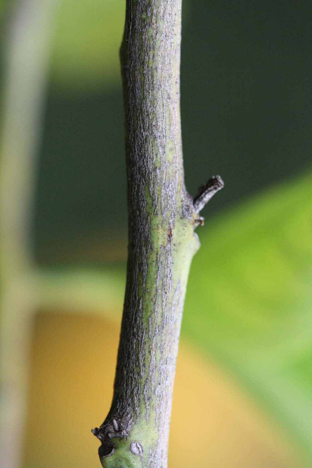              Second - third year twig (Riverside, CA)       